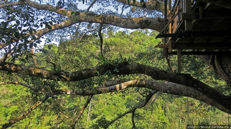 Страна Гиббония. Домики на деревьях