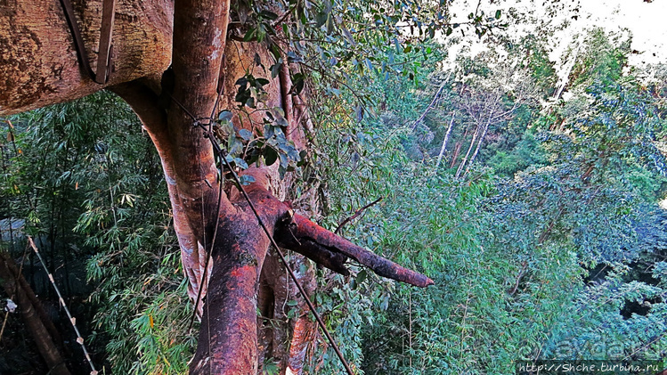 Страна Гиббония. Домики на деревьях