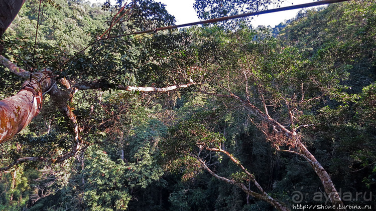 Страна Гиббония. Домики на деревьях