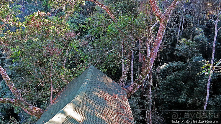 Страна Гиббония. Домики на деревьях