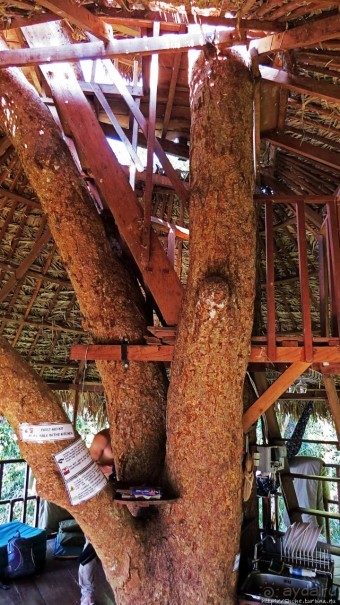 Страна Гиббония. Домики на деревьях