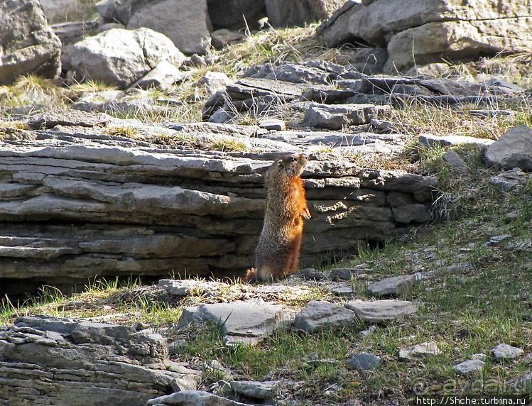 Гейзер "Старый служака" (Old faithful) и чудеса вокруг