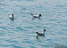 Морские ворота Греции — большой порт в Пирее