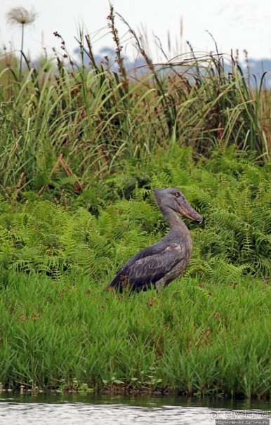 Редкая удача — птица-китоглав в живой природе