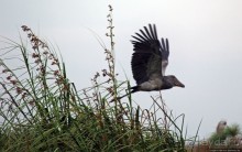 Редкая удача — птица-китоглав в живой природе
