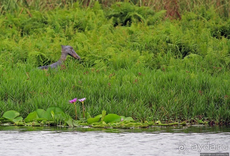 Редкая удача — птица-китоглав в живой природе