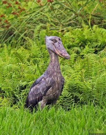 Редкая удача — птица-китоглав в живой природе