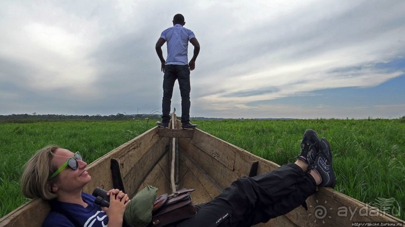 Редкая удача — птица-китоглав в живой природе