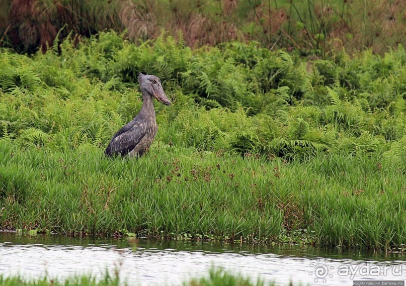 Редкая удача — птица-китоглав в живой природе