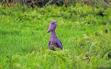 Редкая удача — птица-китоглав в живой природе