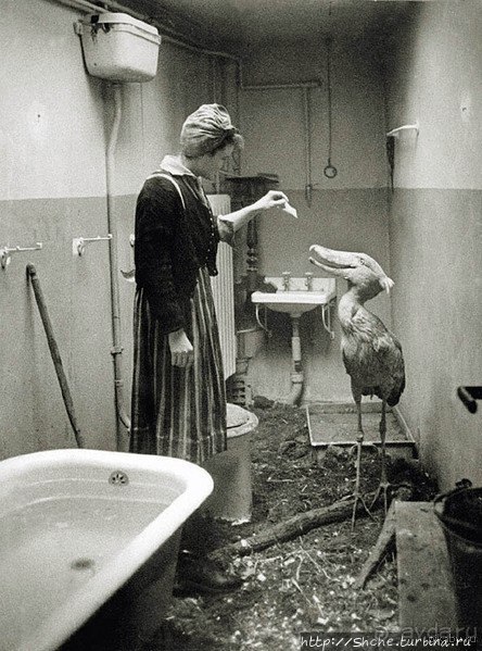 Редкая удача — птица-китоглав в живой природе