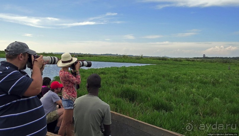 Редкая удача — птица-китоглав в живой природе