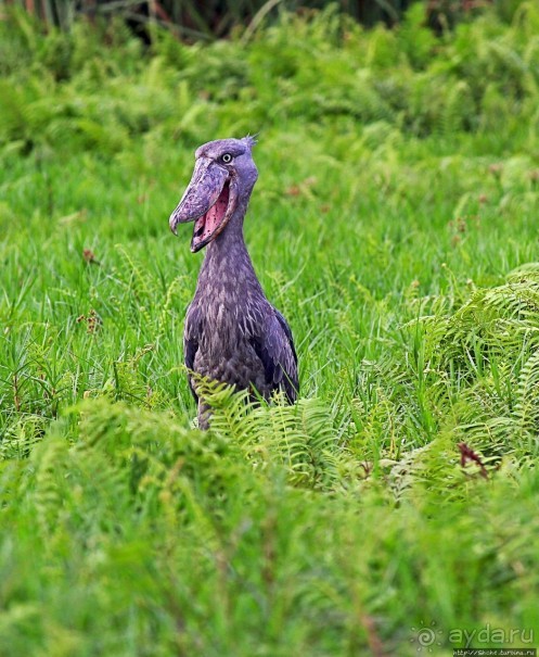 Редкая удача — птица-китоглав в живой природе Редкая удача — птица-китоглав в живой природе
