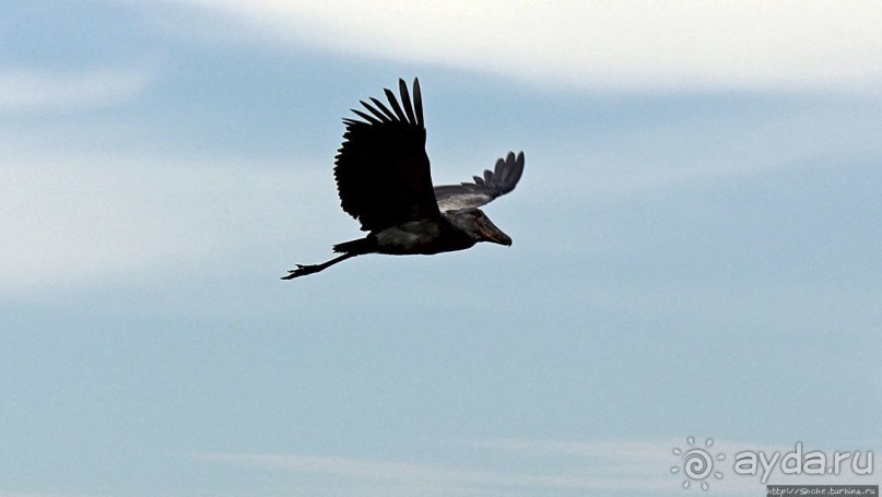 Редкая удача — птица-китоглав в живой природе Редкая удача — птица-китоглав в живой природе