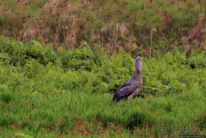 Редкая удача — птица-китоглав в живой природе Редкая удача — птица-китоглав в живой природе