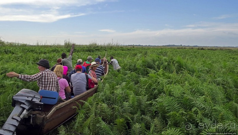 Редкая удача — птица-китоглав в живой природе Редкая удача — птица-китоглав в живой природе