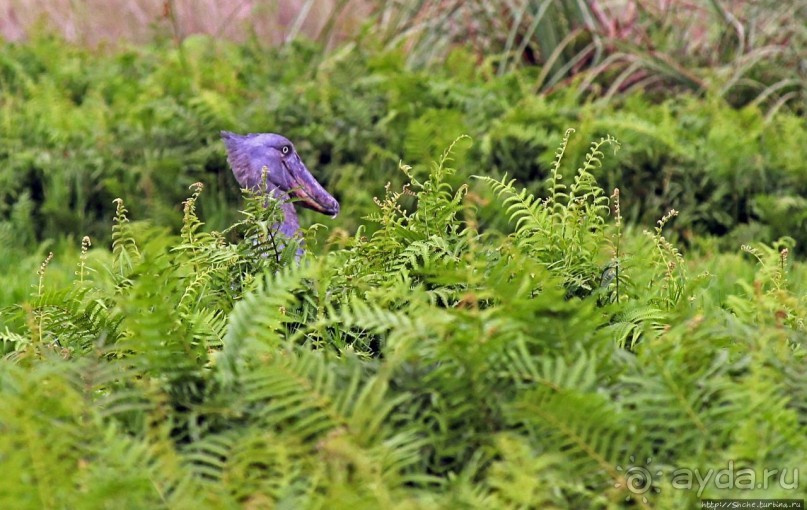 Редкая удача — птица-китоглав в живой природе Редкая удача — птица-китоглав в живой природе