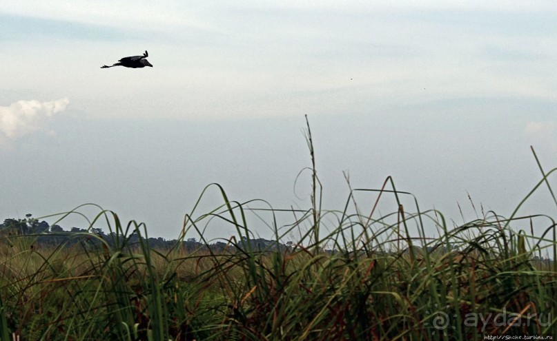 Редкая удача — птица-китоглав в живой природе Редкая удача — птица-китоглав в живой природе