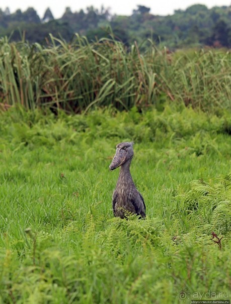 Редкая удача — птица-китоглав в живой природе Редкая удача — птица-китоглав в живой природе