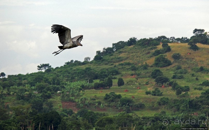 Редкая удача — птица-китоглав в живой природе Редкая удача — птица-китоглав в живой природе