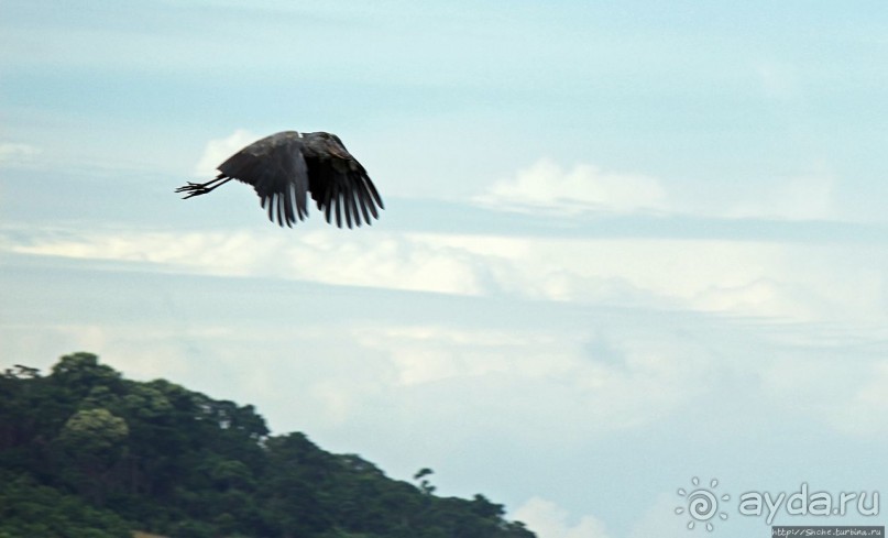 Редкая удача — птица-китоглав в живой природе Редкая удача — птица-китоглав в живой природе