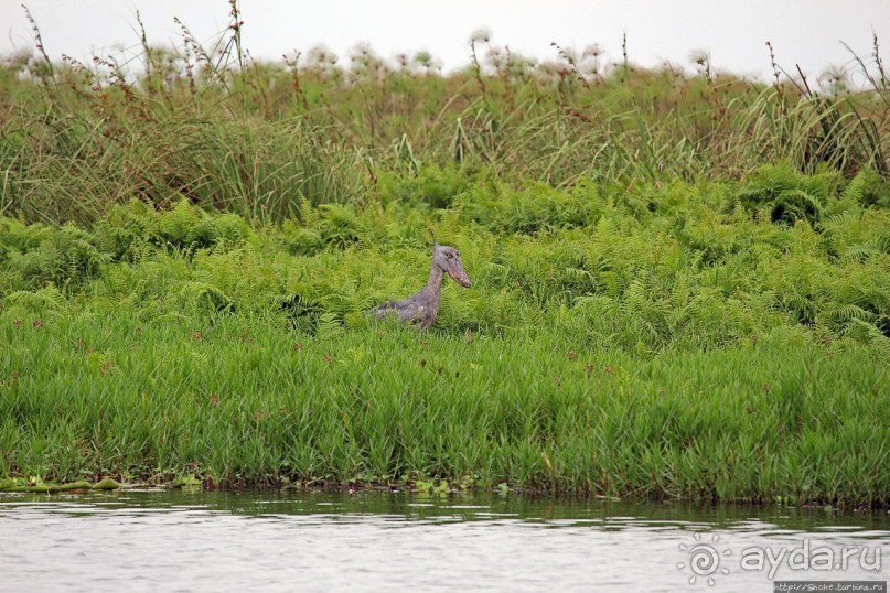 Редкая удача — птица-китоглав в живой природе Редкая удача — птица-китоглав в живой природе