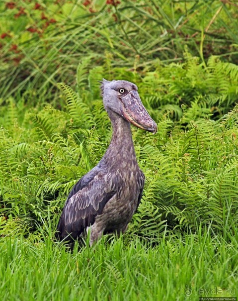 Редкая удача — птица-китоглав в живой природе Редкая удача — птица-китоглав в живой природе