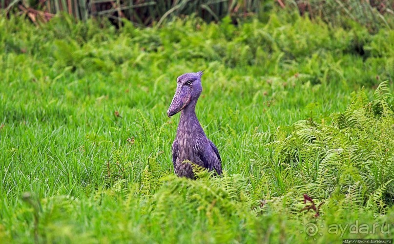 Редкая удача — птица-китоглав в живой природе Редкая удача — птица-китоглав в живой природе