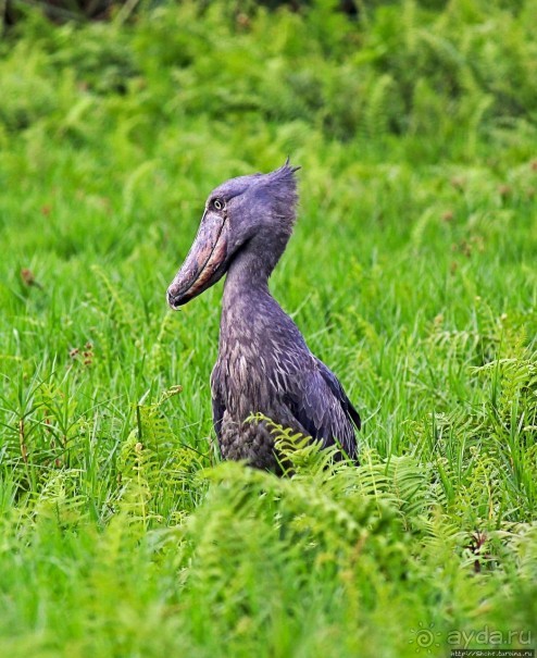 Редкая удача — птица-китоглав в живой природе Редкая удача — птица-китоглав в живой природе