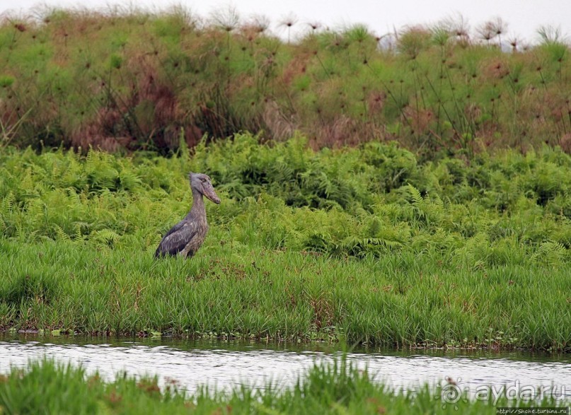 Редкая удача — птица-китоглав в живой природе Редкая удача — птица-китоглав в живой природе