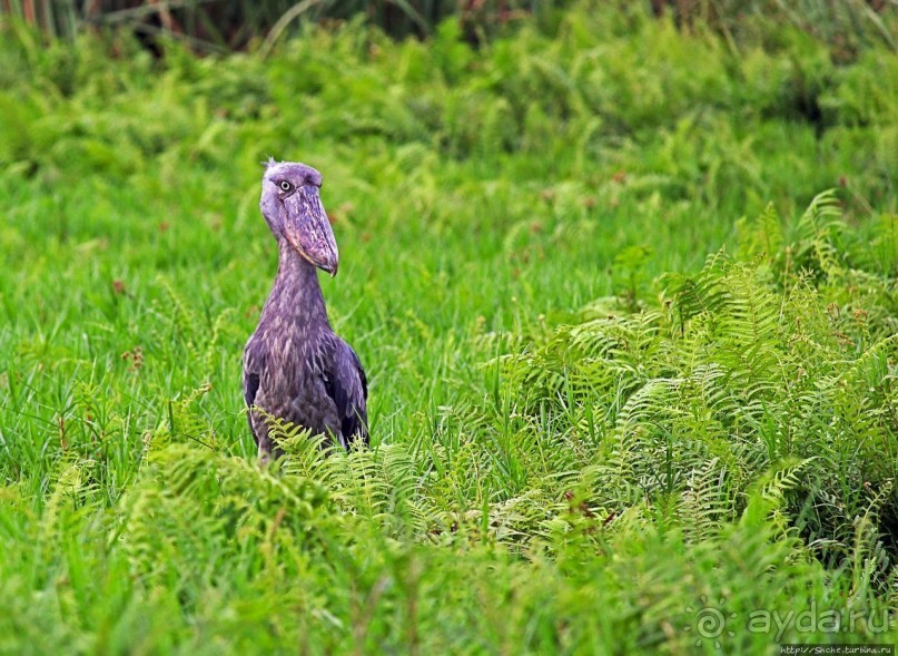 Редкая удача — птица-китоглав в живой природе Редкая удача — птица-китоглав в живой природе