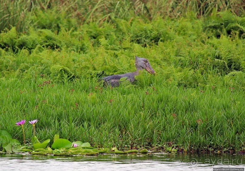 Редкая удача — птица-китоглав в живой природе Редкая удача — птица-китоглав в живой природе
