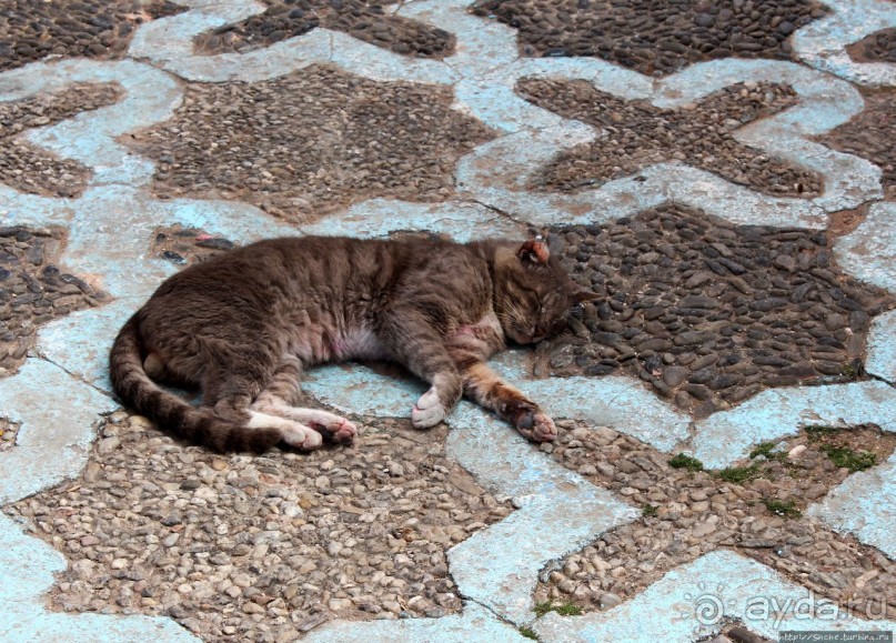 Коты и кошки Шефшауэна