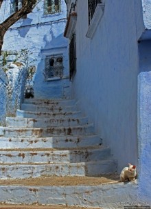 Коты и кошки Шефшауэна