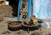 Коты и кошки Шефшауэна