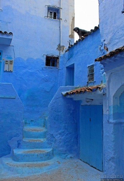 Коты и кошки Шефшауэна