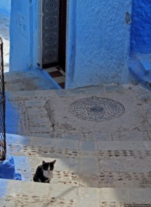 Коты и кошки Шефшауэна