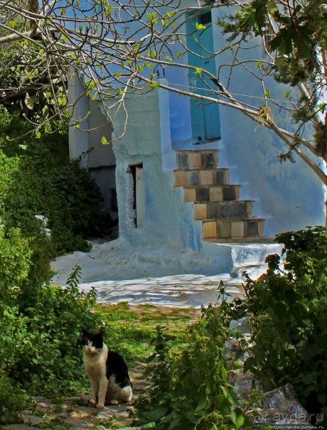 Коты и кошки Шефшауэна