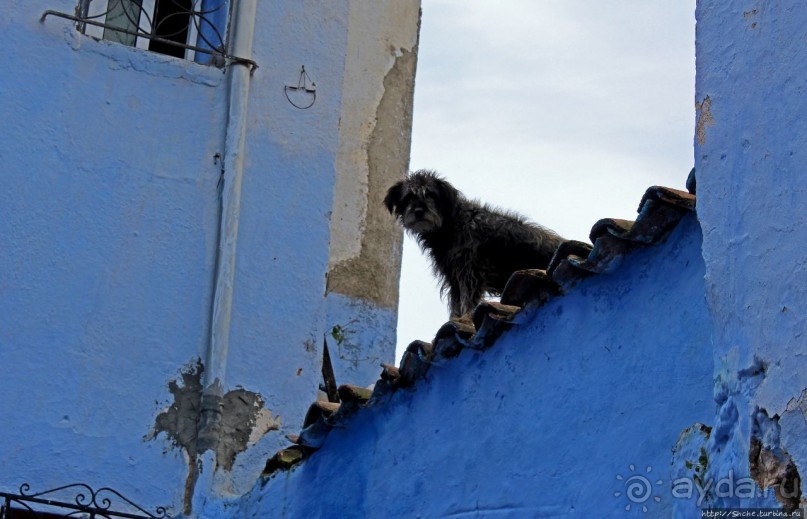 Коты и кошки Шефшауэна