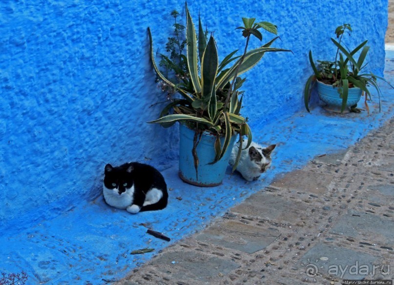 Коты и кошки Шефшауэна