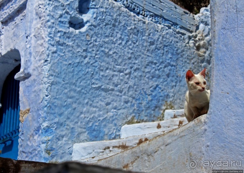 Коты и кошки Шефшауэна