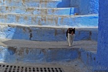 Коты и кошки Шефшауэна