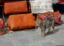 Коты и кошки Шефшауэна