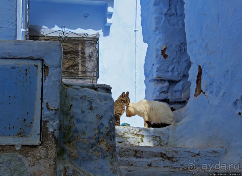 Коты и кошки Шефшауэна