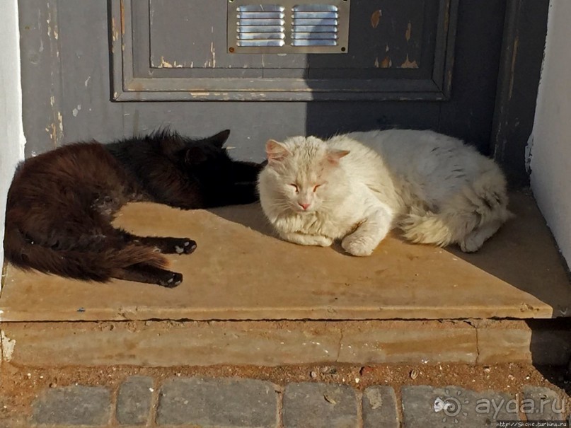 Коты и кошки Шефшауэна