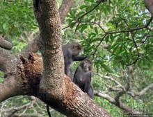 Семья диких обезьян : " Доброе утро, вы уже в Африке!"
