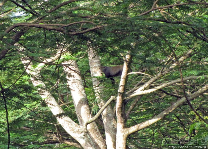Семья диких обезьян : " Доброе утро, вы уже в Африке!"