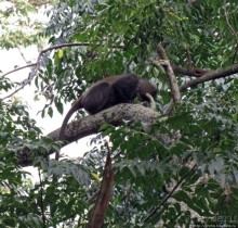 Семья диких обезьян : " Доброе утро, вы уже в Африке!"
