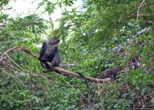 Семья диких обезьян : " Доброе утро, вы уже в Африке!"
