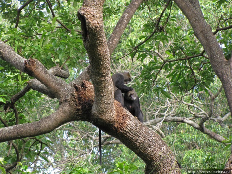 Семья диких обезьян : " Доброе утро, вы уже в Африке!"
